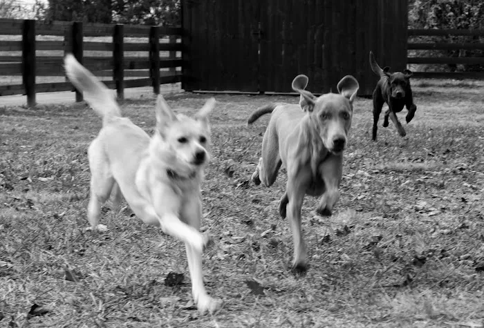 Springhurst Animal Hospital Picture 9