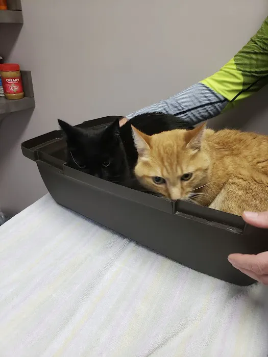 Animal Doctors Picture 5