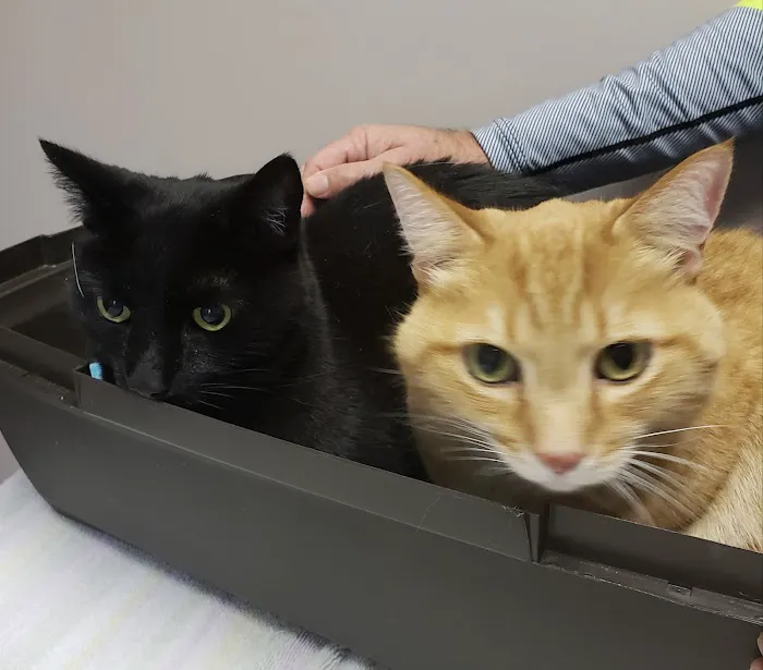 Animal Doctors Picture 8