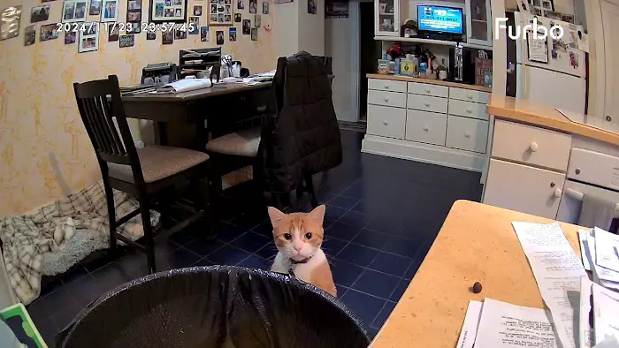 Country Animal Hospital Picture 2