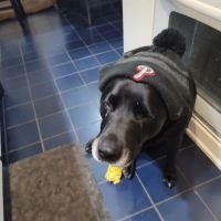 Country Animal Hospital ico