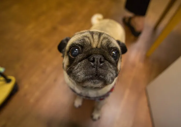 VCA Shelden Animal Hospital Picture 8