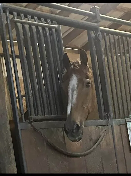 Gas Light Equine Veterinary Picture 4