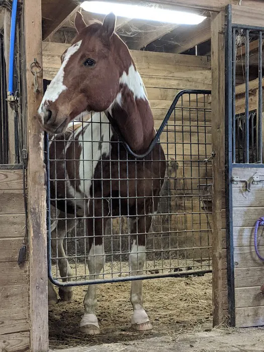 Gas Light Equine Veterinary Picture 3