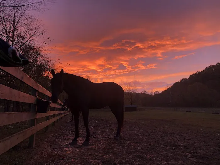 Gas Light Equine Veterinary Picture 1