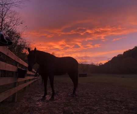 Gas Light Equine Veterinary