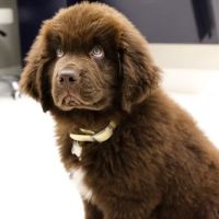 Dogwood Veterinary Clinic ico