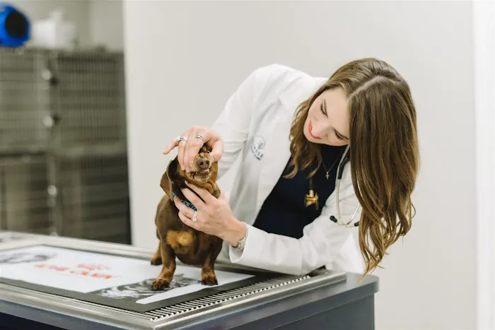 Dogwood Veterinary Clinic Picture 10