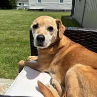 Hillside Animal Clinic ico