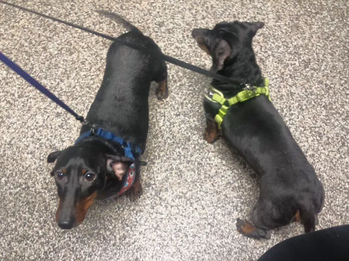 Edwardsville Animal Clinic Picture 5