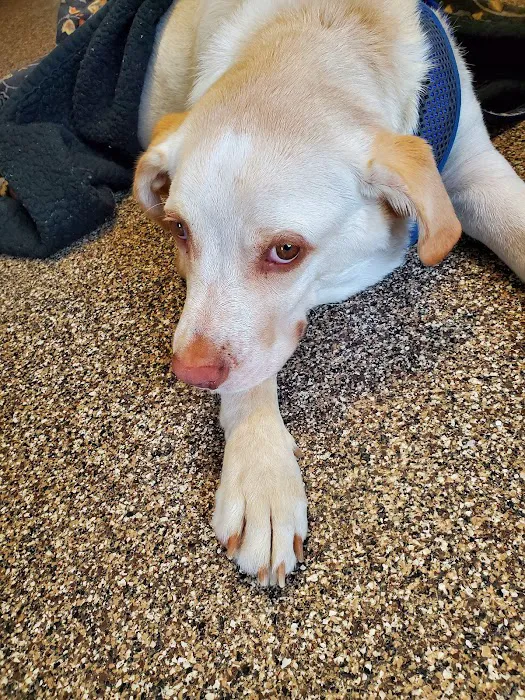 Edwardsville Animal Clinic Picture 10