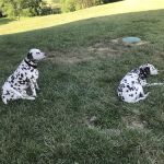 Edwardsville Animal Clinic