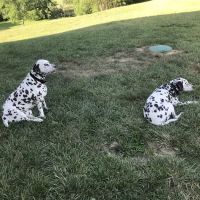 Edwardsville Animal Clinic ico