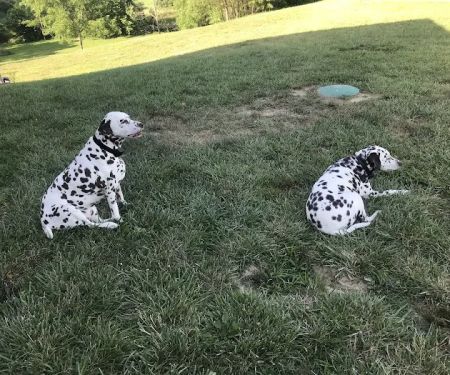 Edwardsville Animal Clinic