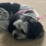 Bullitt County Veterinary Center