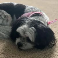 Bullitt County Veterinary Center ico