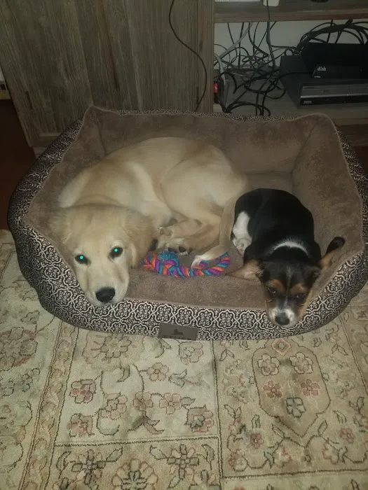 Bullitt County Veterinary Center Picture 9