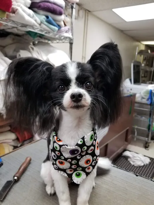 Fegenbush Lane Animal Clinic Picture 1