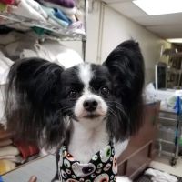 Fegenbush Lane Animal Clinic ico