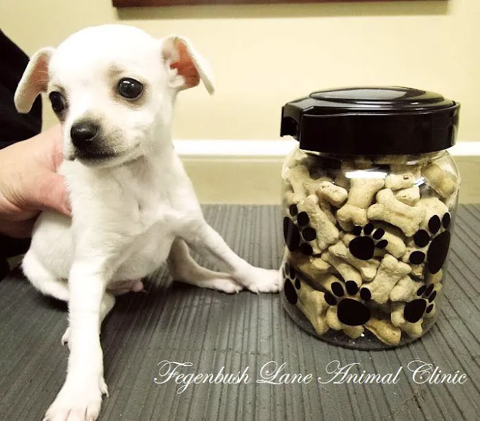 Fegenbush Lane Animal Clinic Picture 9