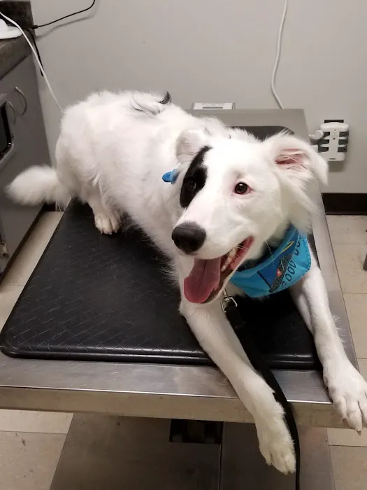 Fegenbush Lane Animal Clinic Picture 3
