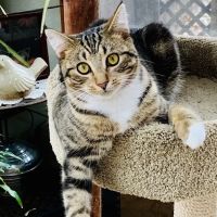 Defiance Veterinary Clinic ico