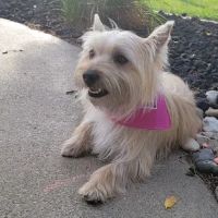 Defiance Area Animal Hospital ico