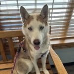 Grabill Veterinary Clinic