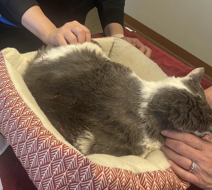Family Vet Services Picture 3
