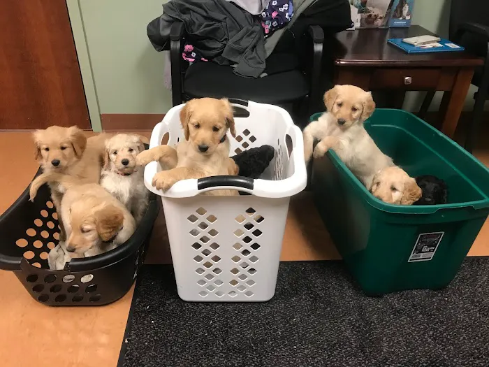 Family Vet Services Picture 8