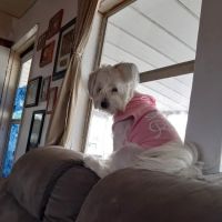 Coldwater Animal Clinic ico