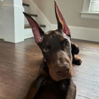 Ft Recovery Veterinary Center ico