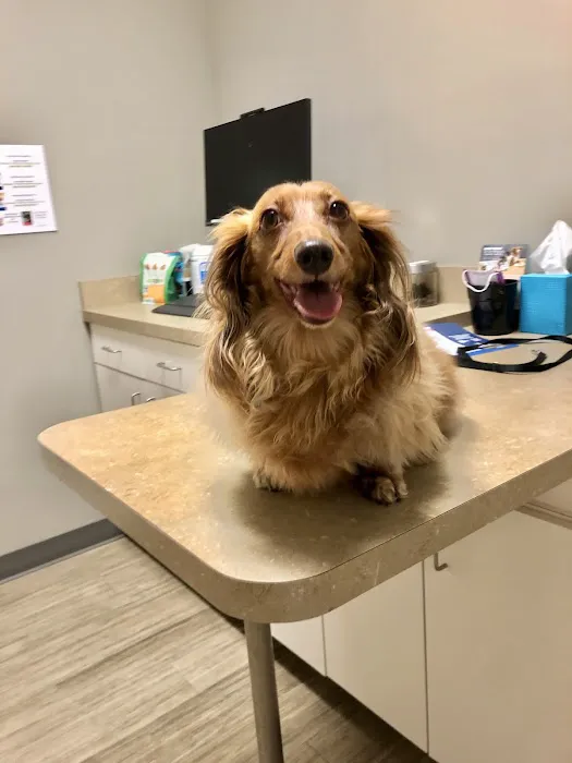 Foothills Veterinary Hospital - South Picture 1