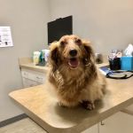 Foothills Veterinary Hospital - South