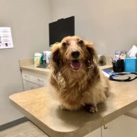 Foothills Veterinary Hospital - South ico