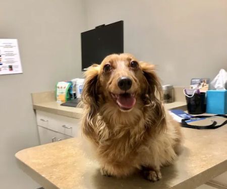 Foothills Veterinary Hospital - South