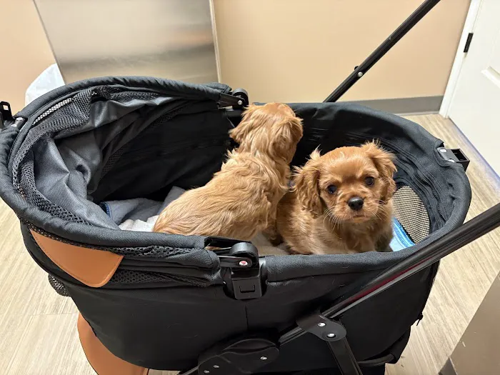 Foothills Veterinary Hospital - South Picture 8