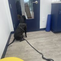 WAG Vet ico