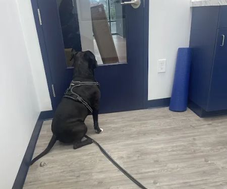 WAG Vet