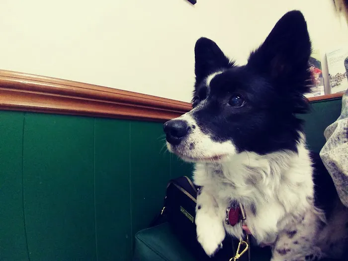 Midlands Veterinary Practice Picture 9