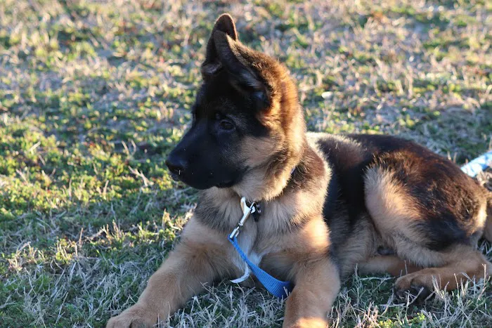 Ambassador Animal Hospital Picture 8