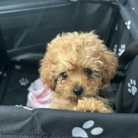 Ambassador Animal Hospital ico