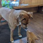 Clayton Veterinary Hospital