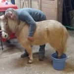 Whiskey River Large Animal Mobile Veterinary Services