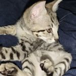 Belle Hollow Farms and Exotics