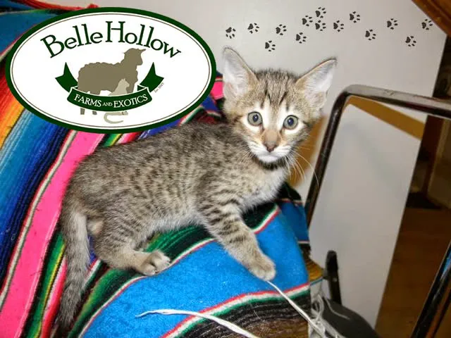 Belle Hollow Farms and Exotics Picture 10