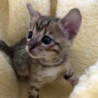 Kaluah Ridge Farm & Cattery ico