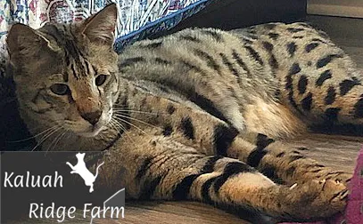 Kaluah Ridge Farm & Cattery Picture 3