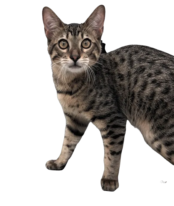 Kaluah Ridge Farm & Cattery Picture 4
