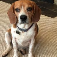 Cherokee Animal Care Clinic ico